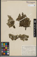 Foto von Salix serpyllifolia Scop.